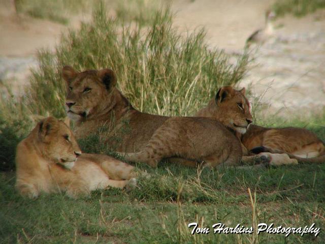 Just lyin around.jpg